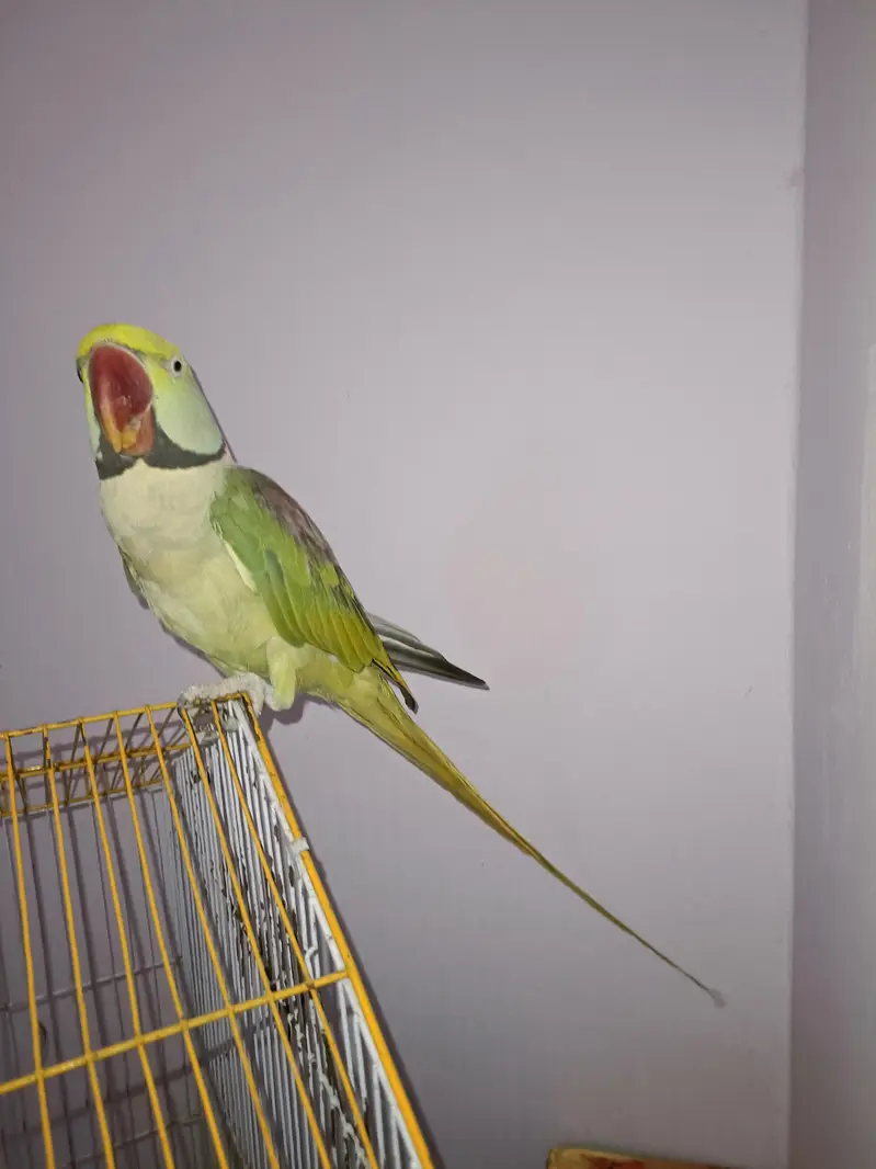 Kashmiri Raw Parrot Male | 3 Years | Talking | Fully Tamed — photo 4