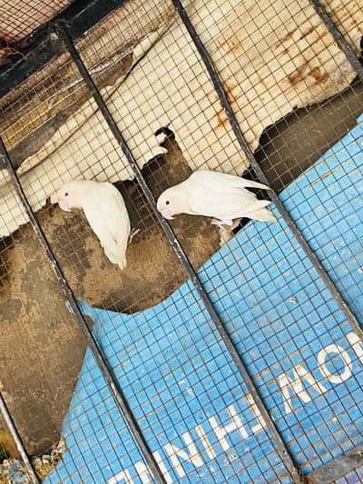 Breeder pair healty and active love bird albino