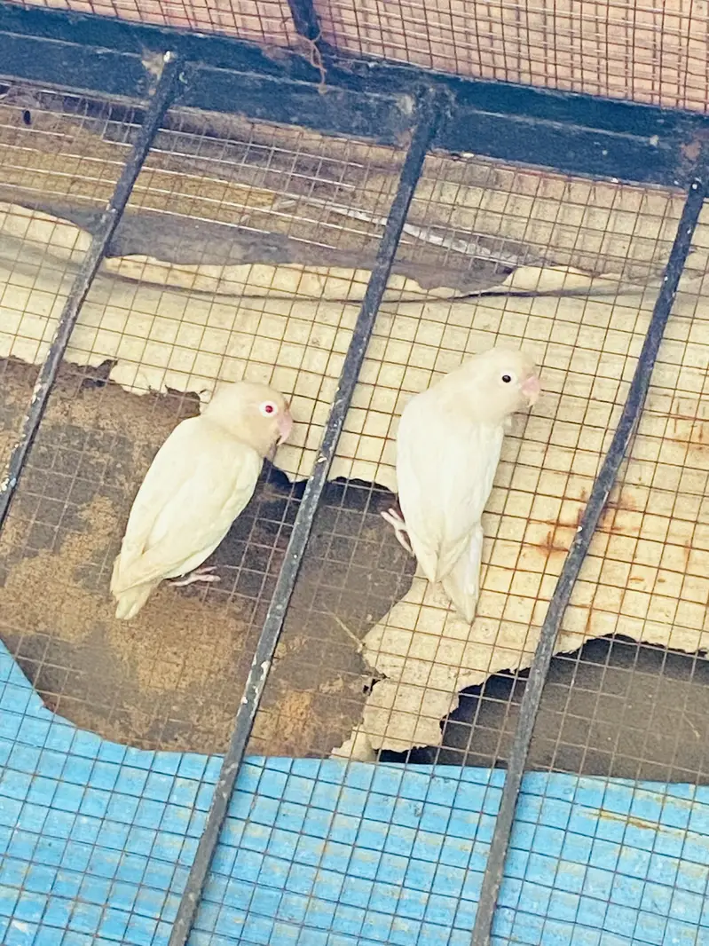 Breeder pair healty and active love bird albino — photo 2