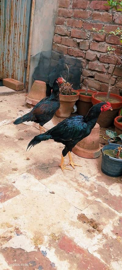 Aseel hen