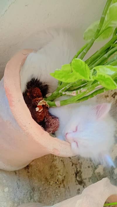 cat's for sale Persian