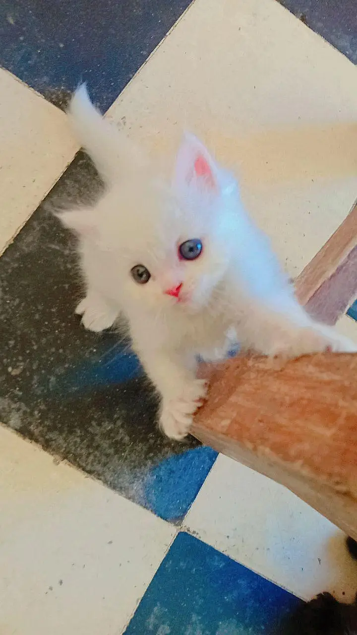 cat's for sale Persian — photo 2
