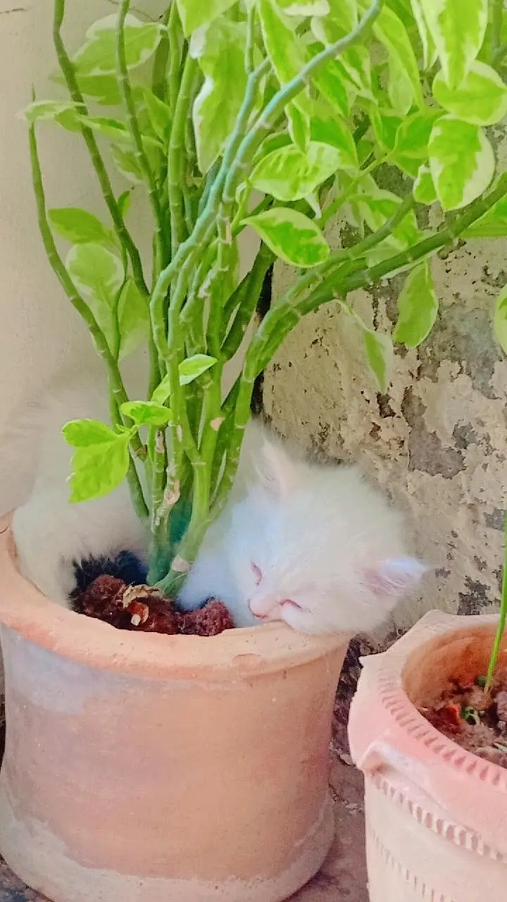 cat's for sale Persian — photo 3