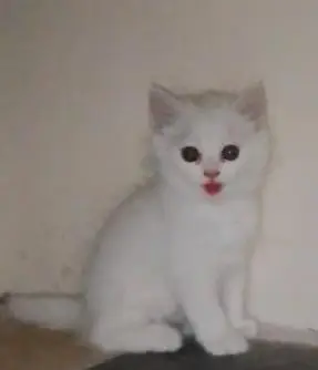 cat's for sale Persian — photo 4