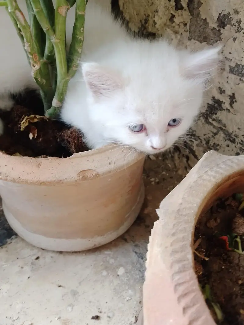 cat's for sale Persian — photo 5