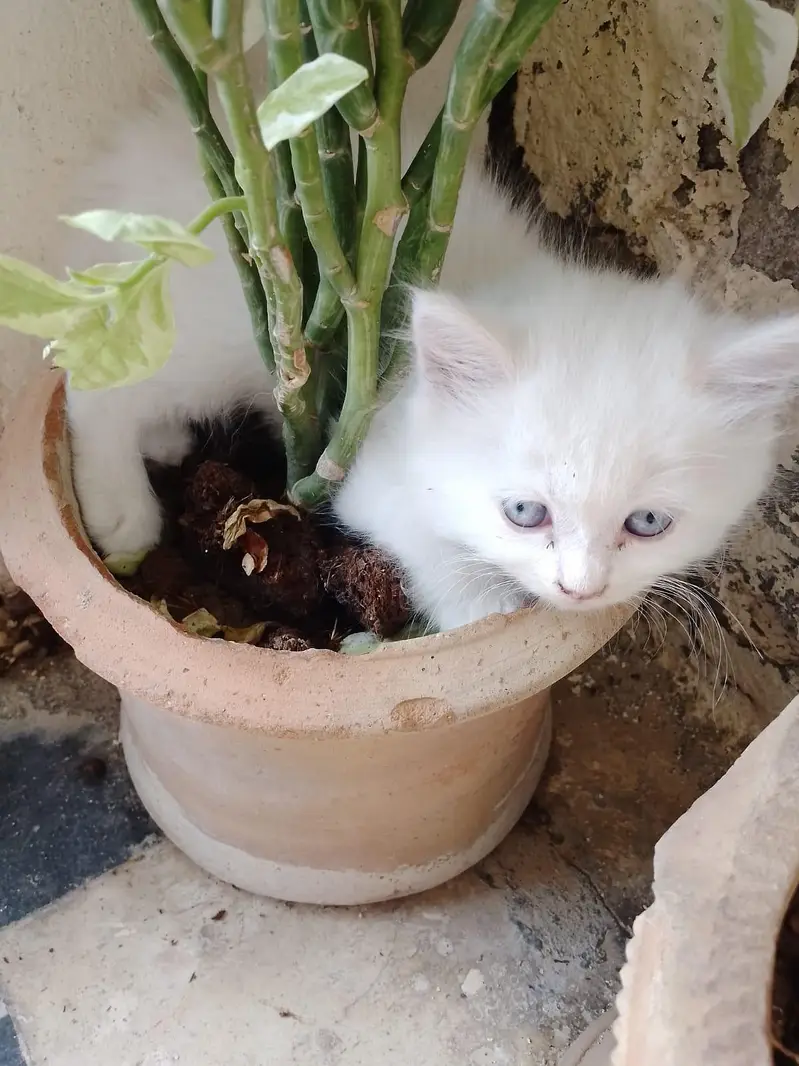 cat's for sale Persian — photo 6