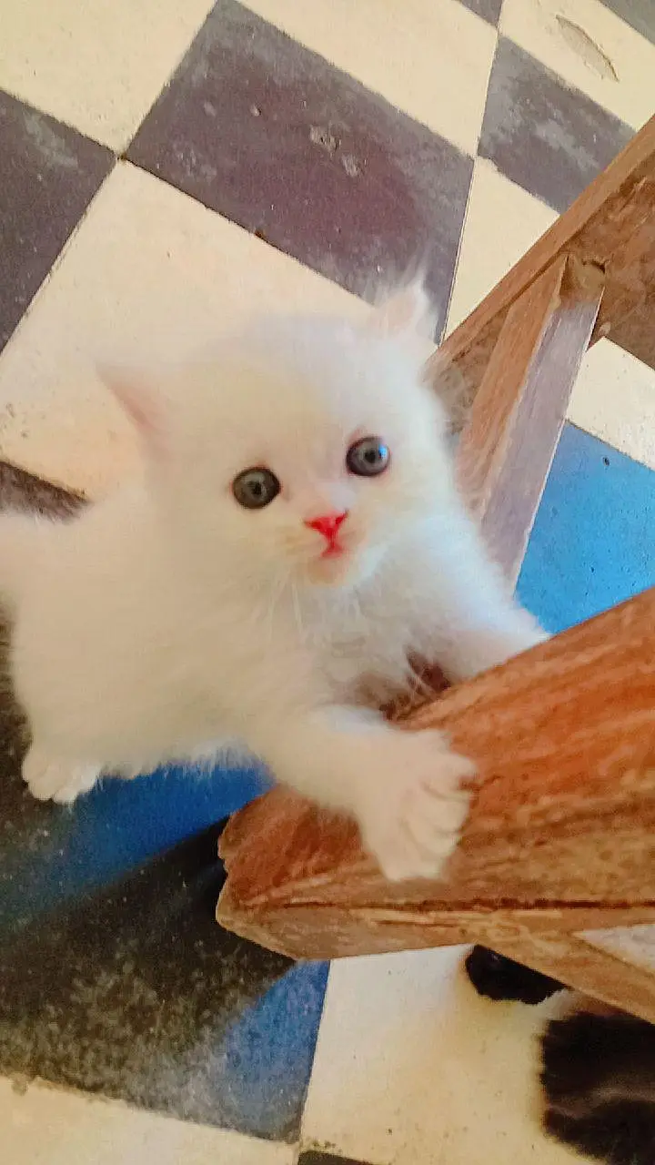 cat's for sale Persian — photo 7