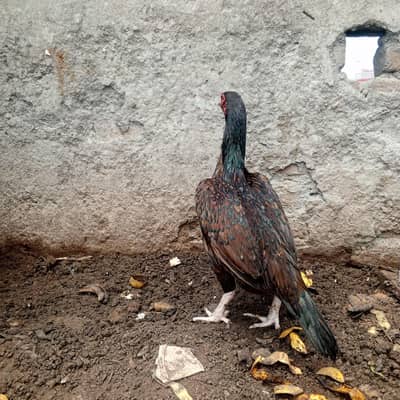 Aseel murghi high quality old blood white eyes long tail