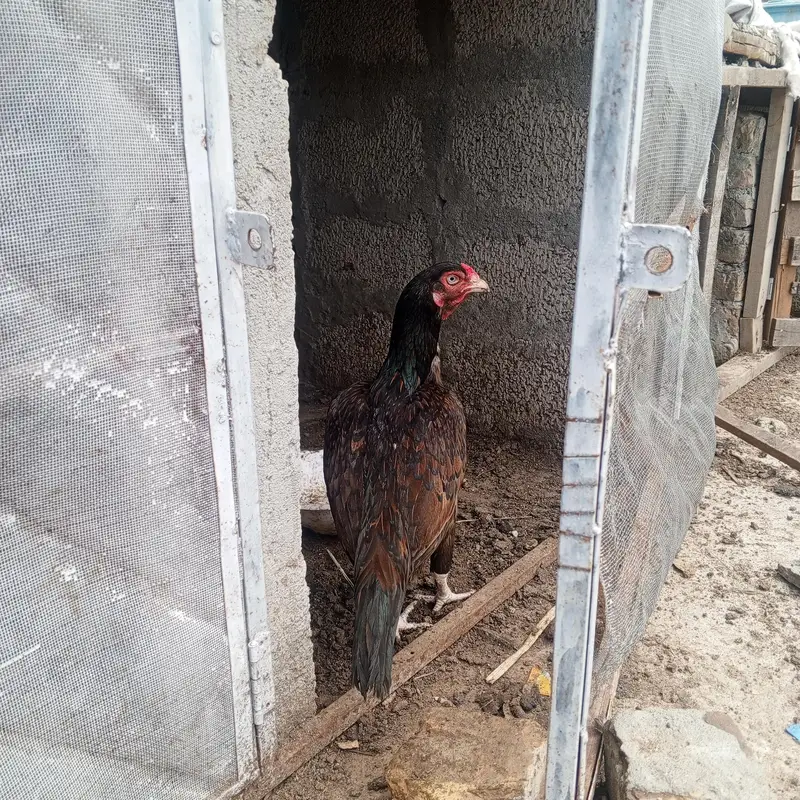 Aseel murghi high quality old blood white eyes long tail — photo 2
