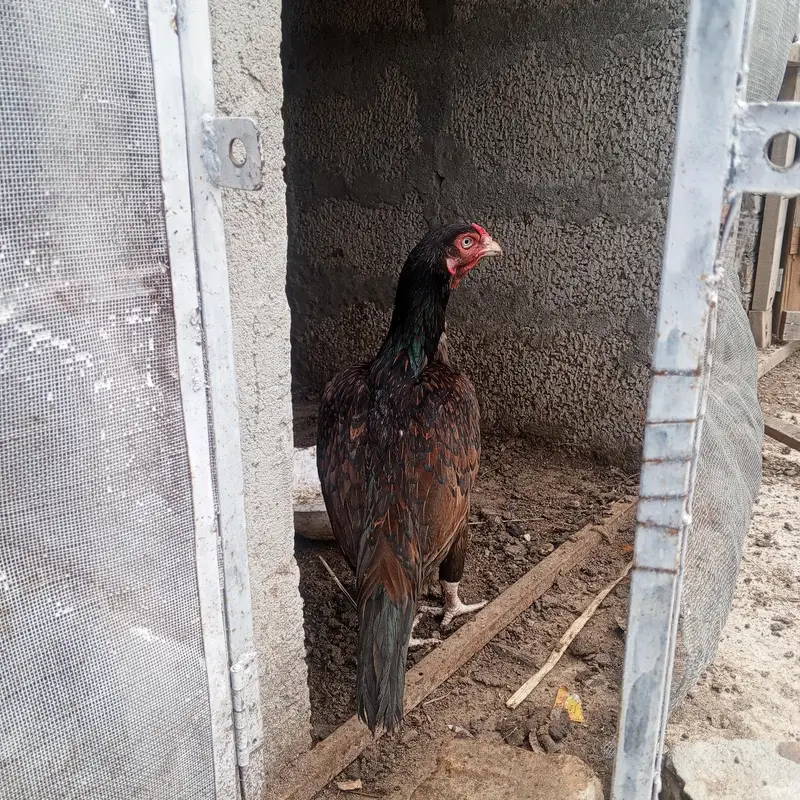 Aseel murghi high quality old blood white eyes long tail — photo 3