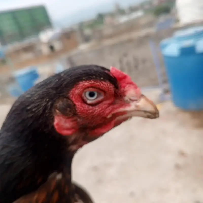 Aseel murghi high quality old blood white eyes long tail — photo 4