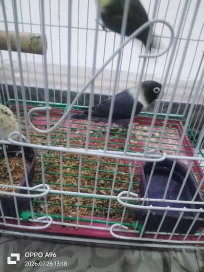 black head Love birds and finch birds 03076661169