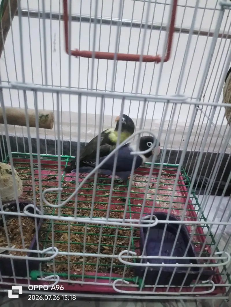black head Love birds and finch birds 03076661169 — photo 2