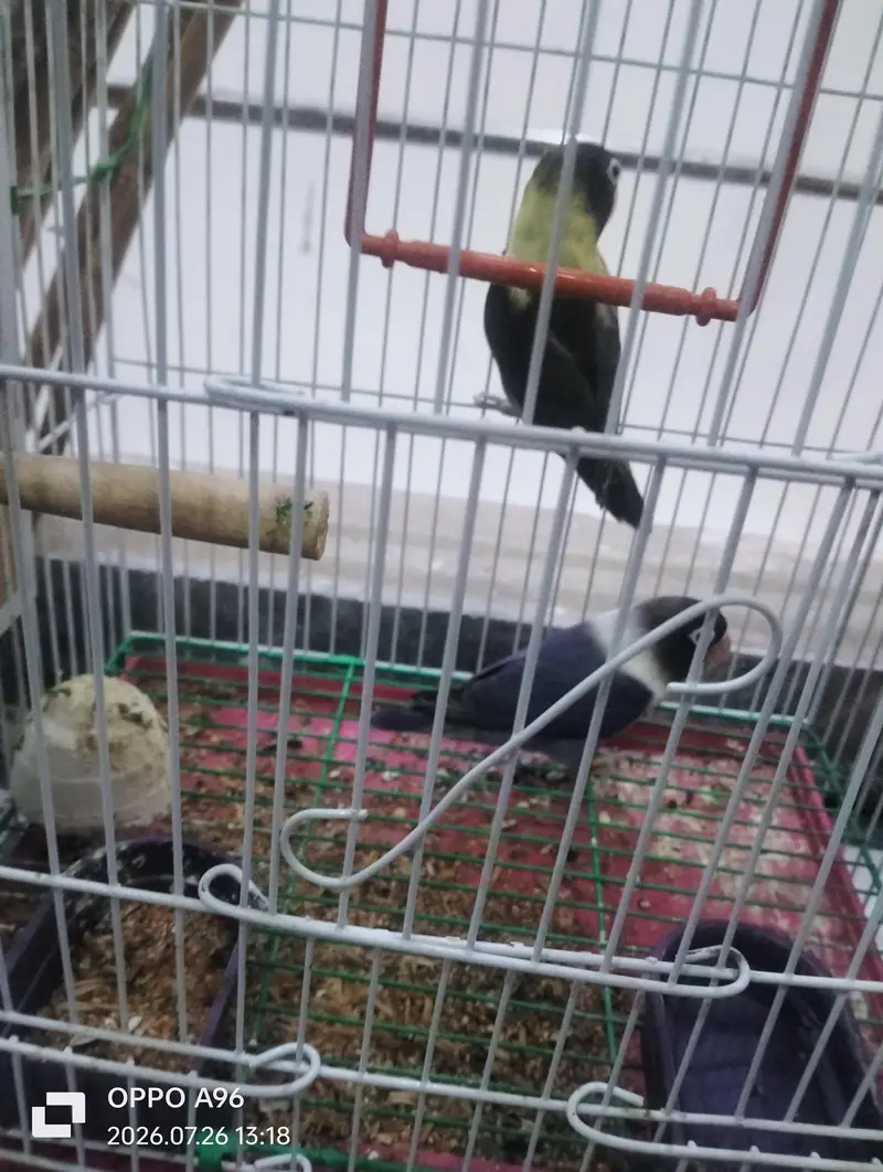 black head Love birds and finch birds 03076661169 — photo 3