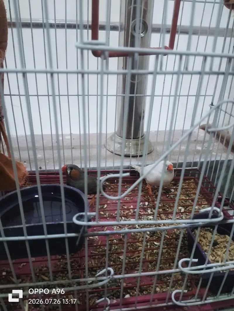 black head Love birds and finch birds 03076661169 — photo 4