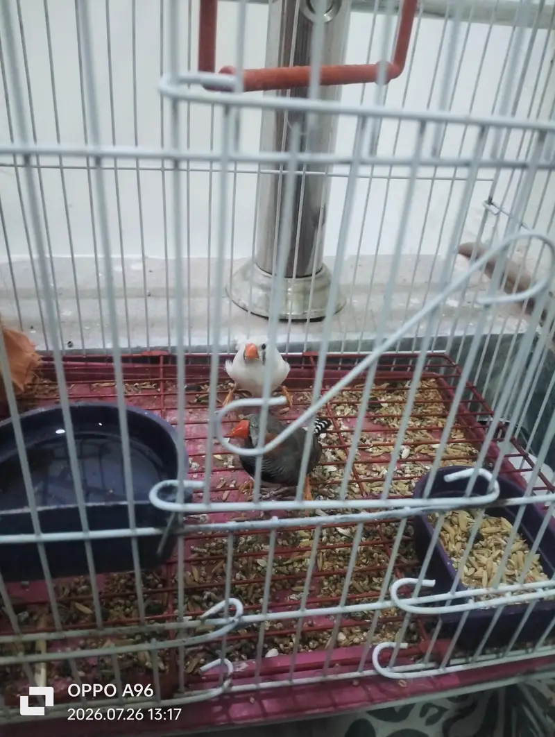 black head Love birds and finch birds 03076661169 — photo 5