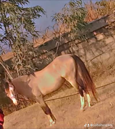 Male Horse