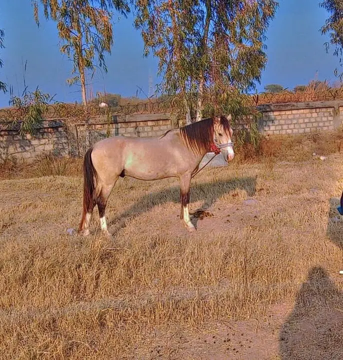 Male Horse — photo 2