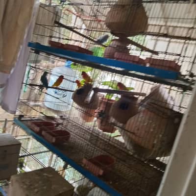 pinjra with parrots for sale