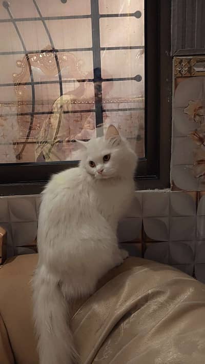 Cat female persian