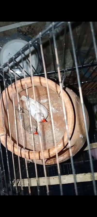 5 PCs ha finches health active exchange possible budgies