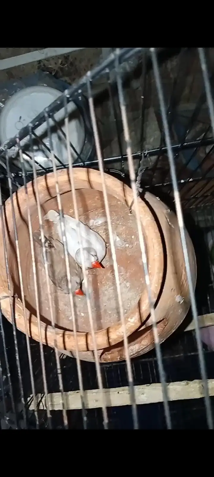 5 PCs ha finches health active exchange possible budgies