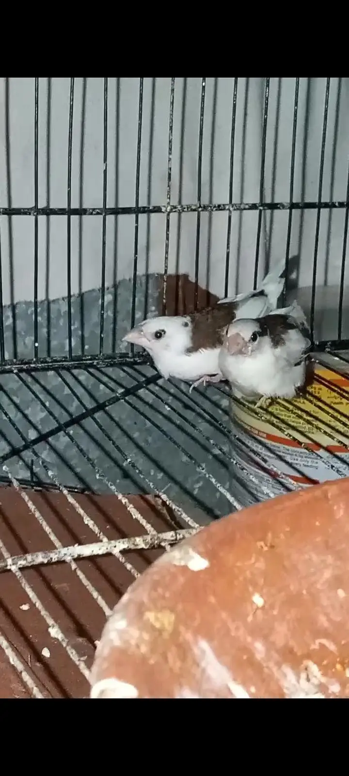 5 PCs ha finches health active exchange possible budgies — photo 2