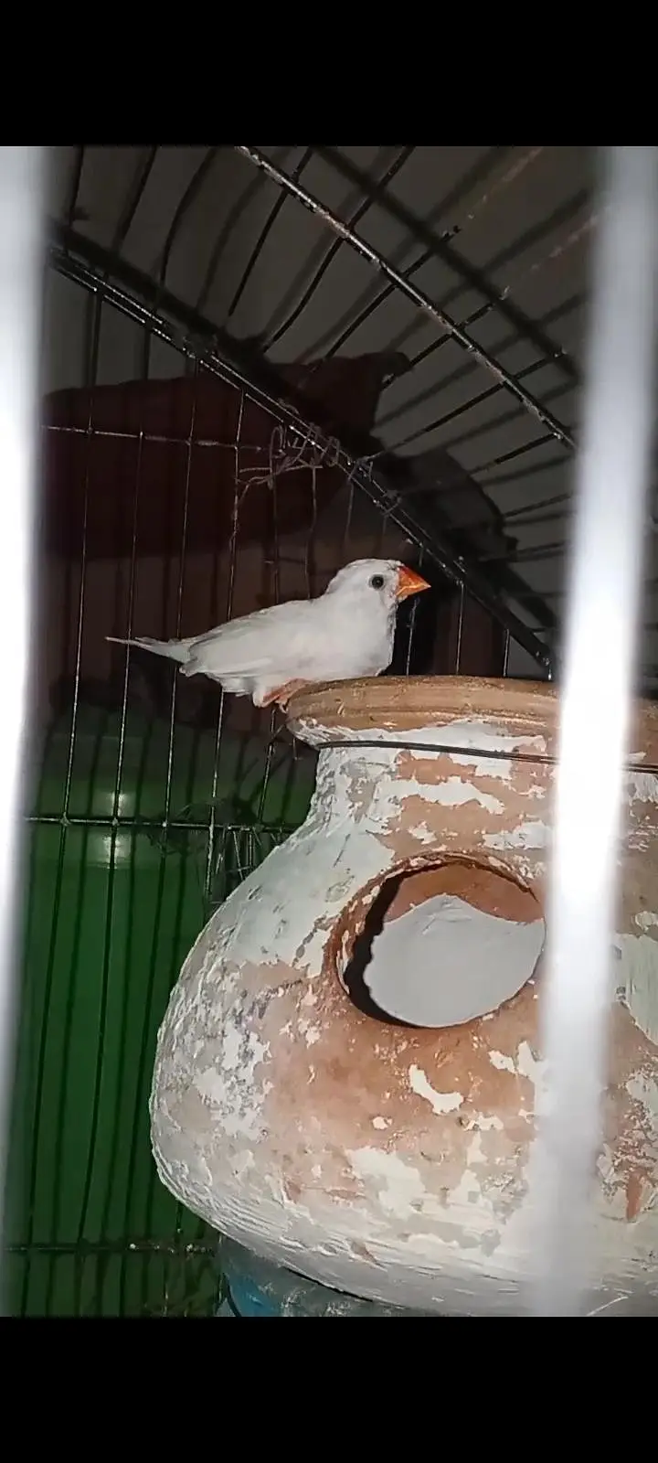 5 PCs ha finches health active exchange possible budgies — photo 3