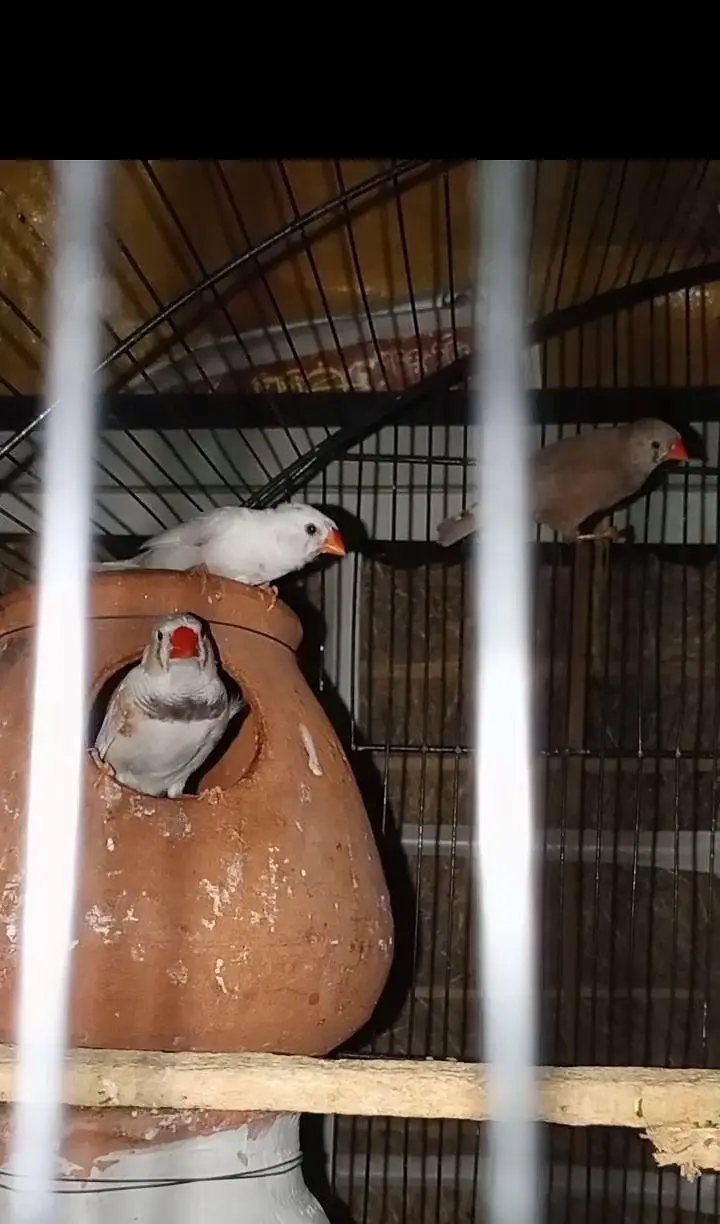 5 PCs ha finches health active exchange possible budgies — photo 4
