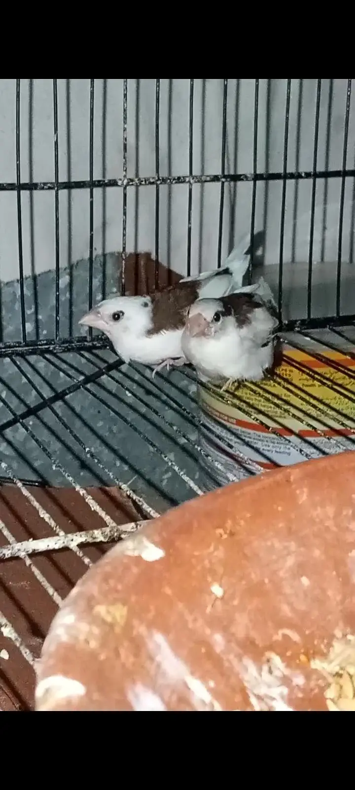 5 PCs ha finches health active exchange possible budgies — photo 5