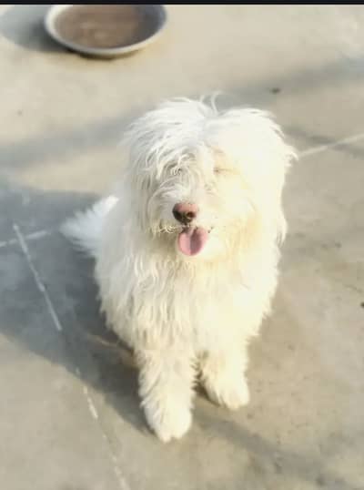 White poodle