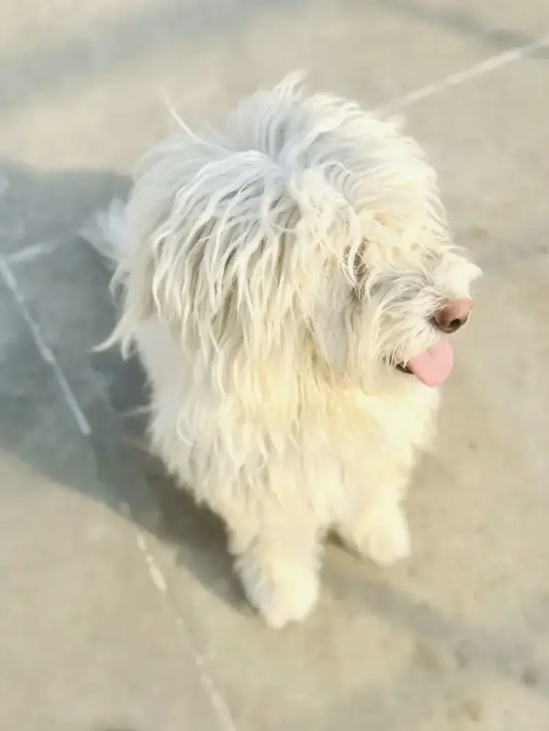 White poodle — photo 2