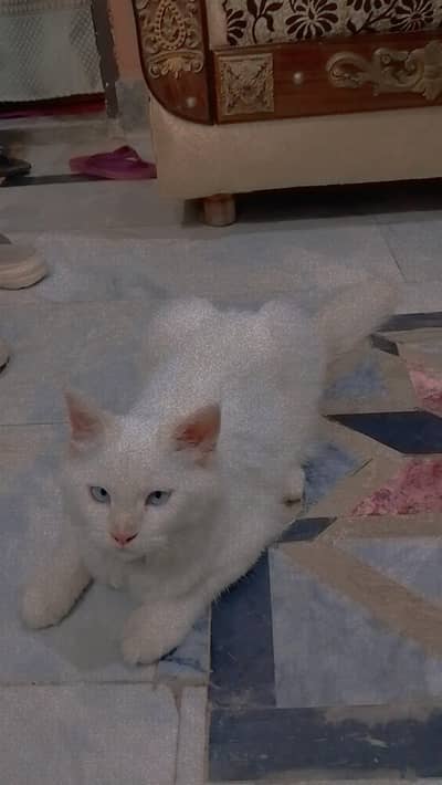 two Persian female kitten's for sale