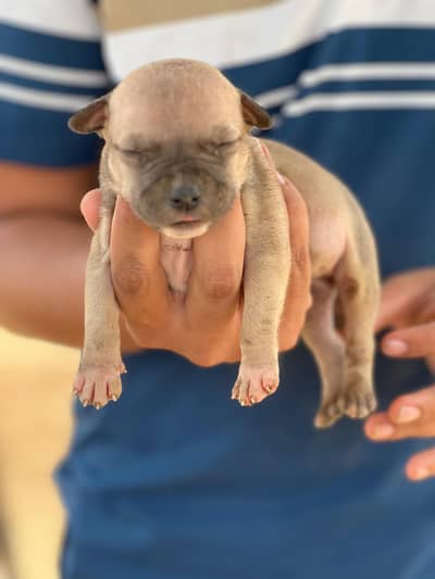 American pitt bull