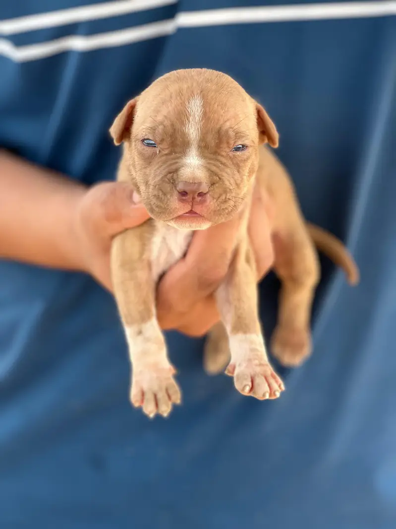 American pitt bull — photo 2