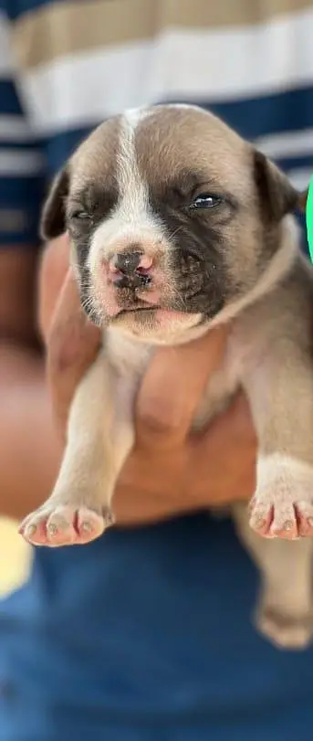 American pitt bull — photo 3