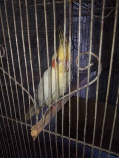 cockatiel parrot 