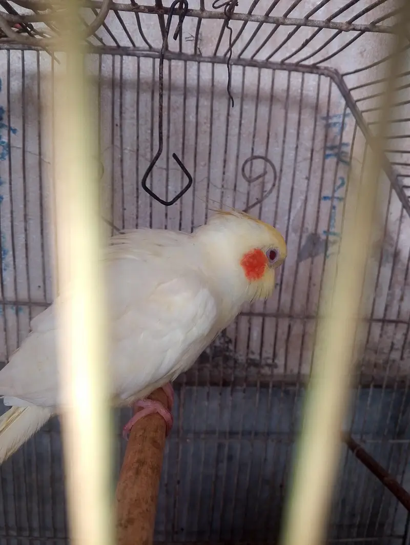 cockatiel parrot  — photo 2