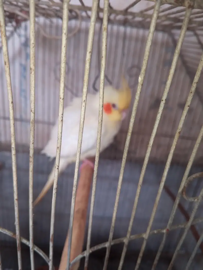 cockatiel parrot  — photo 3