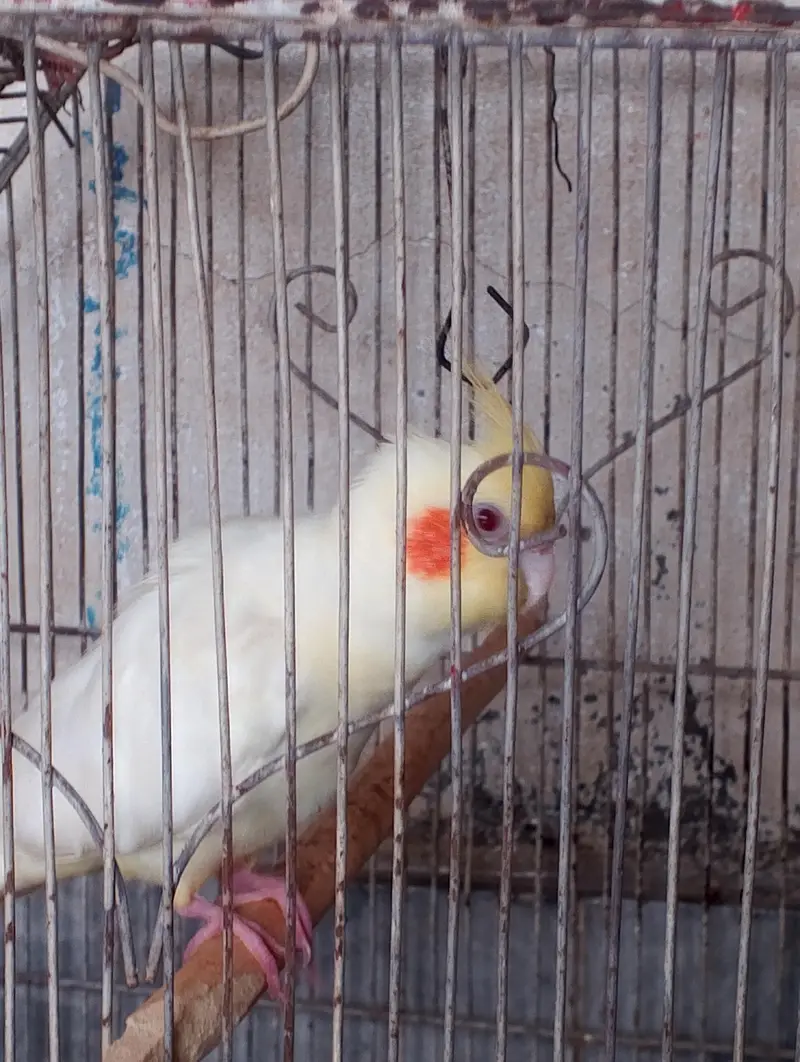 cockatiel parrot  — photo 4