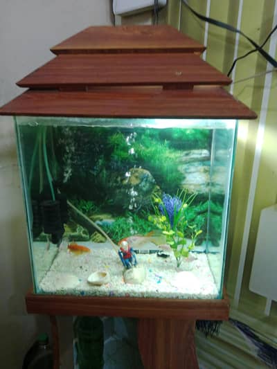 fish equrium