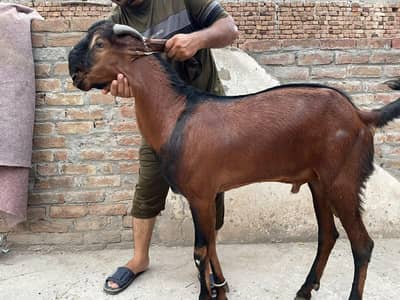 (بادشاہ)خوبصورت امتسری بکرا