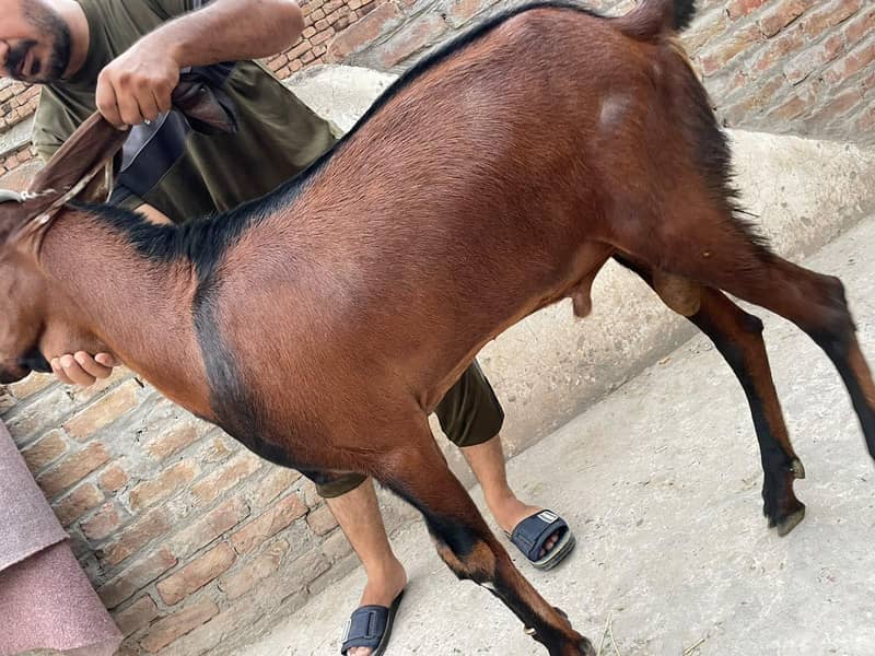 (بادشاہ)خوبصورت امتسری بکرا 2