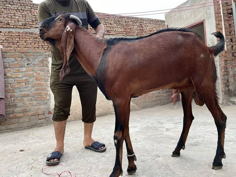 (بادشاہ)خوبصورت امتسری بکرا 4