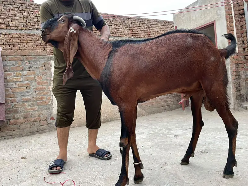 (بادشاہ)خوبصورت امتسری بکرا — photo 5