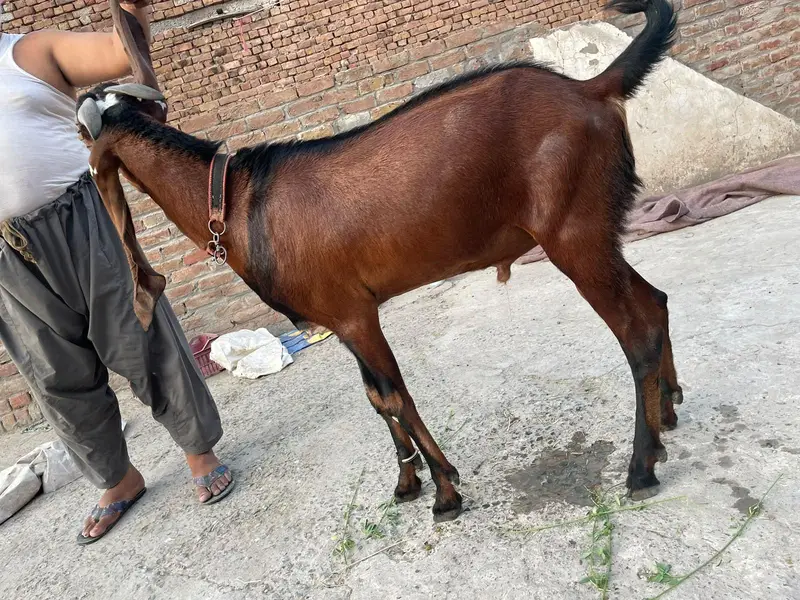 (بادشاہ)خوبصورت امتسری بکرا — photo 6