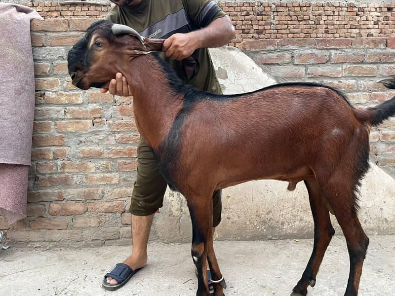 (بادشاہ)خوبصورت امتسری بکرا 6