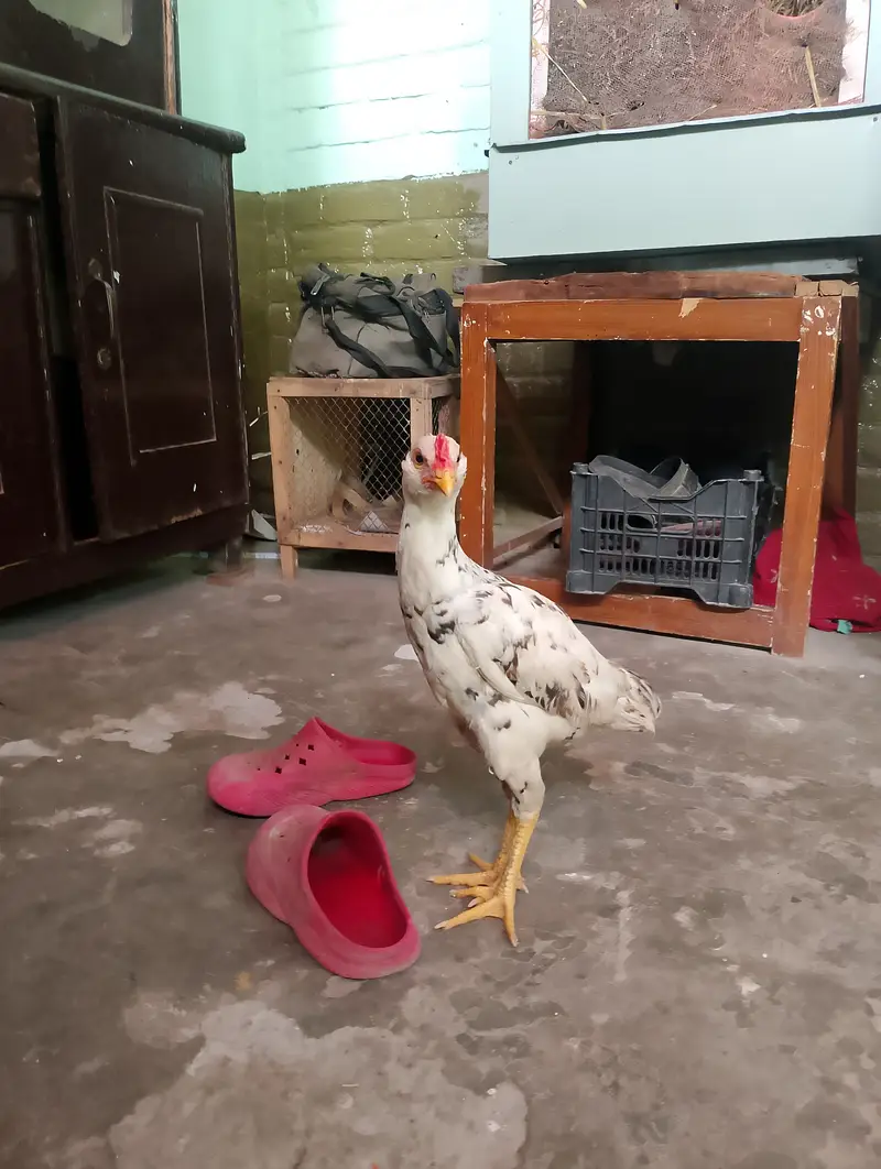 Heera and Cheena pair — photo 7