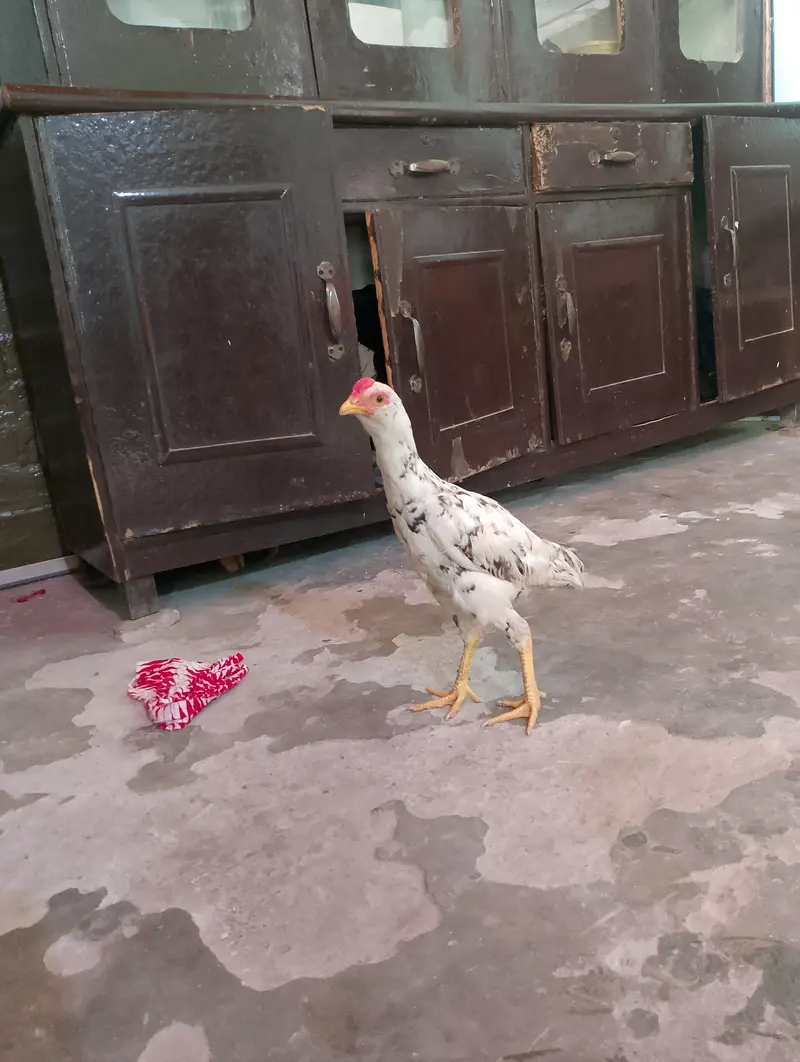 Heera and Cheena pair — photo 9