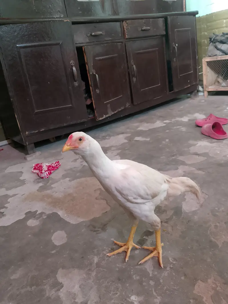 Heera and Cheena pair — photo 10